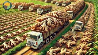 How Farmers Harvest Ginger with Modern Technology Ginger Processing Factory  Farming Documentary