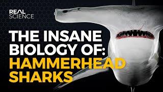 The Insane Biology of Hammerhead Sharks