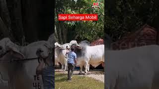 Sapi Qurban Seharga Mobil  channel kita ceria