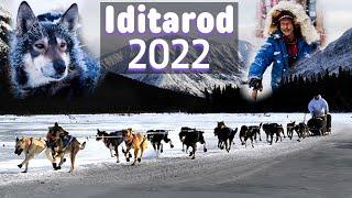 2022 IDITAROD Everything You Need to Know