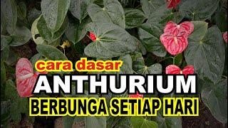 Cara Merawat Anthurium Agar Cepat Berbunga Tumbuh Subur dan Indah