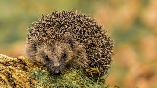 Saving Britains hedgehogs  Chester Zoo  Hedgehog conservation