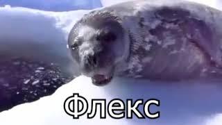 Говорящий тюлень РУССКИЕ СУБТИТРЫ
