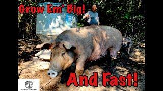 Pastured Pig Feed - SECRET Recipe for Growing Large Pigs FAST