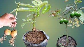 The Best Way Of Grafting Avocados With Double Seeds  how to grow avocado from seeds