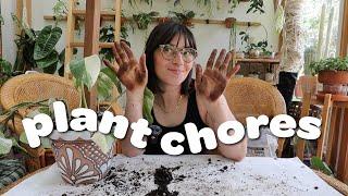 PLANT CHORES  repotting tons of hoya & checking on air layered plants