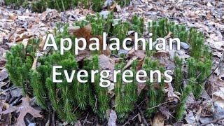 Appalachian Evergreens