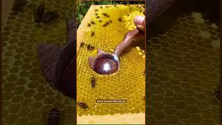 Mencuba madu lebah asli