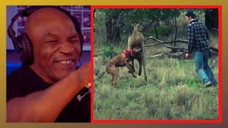 MIKE TYSON REACTS TO MAN BOXING WITH KANGAROO