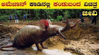 ಅಮೆಜಾನ್ ಕಾಡಿನ ರಹಸ್ಯಗಳು  Mysterious Creature of Amazon Forest  Amazon Animals  Think Forever