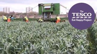 Leeks from Farm to Fork