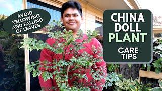 China Doll Plant Care Tips  Avoid Falling and Yellowing of Leaves