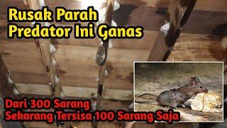 Cara Mengatasi Predator Tikus Masuk Gedung Walet 100% Ampuh - Walet Liur Mulia