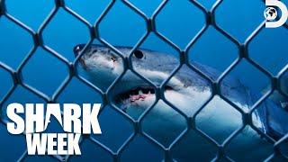 Most Thrilling Moments from Shark Week 2023  Discovery