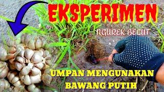 EKSPERIMEN ESEEN MANCING BELUT UMPAN MENGGUNAKAN BAWANG PUTIH