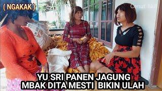 YU SRI PANEN JAGUNG - MBAK DITA BIKIN ULAH LAGI