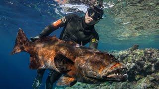 Spearfishing Giant Coral Trout in Fiji