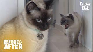 Once Loving Siamese Cat Couple At War Every Day  Before & After Makeover Ep 40