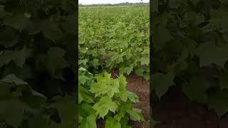 kapash  #youtubeshorts #status #reels #farming #shorts