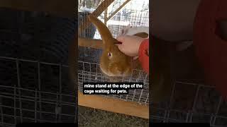 MEAT RABBITS ABUSED?  Not on this homestead #meatrabbits