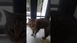 Video - 2  For this cat the apartment door needs to be opened and closed routinely every day.