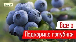 Сладкая и крупная голубика чем и когда кормить голубику