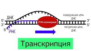 Синтез белка транскрипция  самое простое объяснение