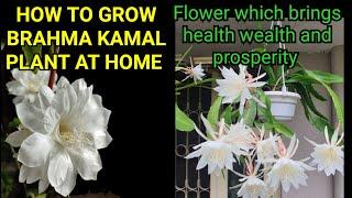 How To Grow Brahma Kamal plant at home.  Lucky Flower which Attracts Wealth and Prosperity