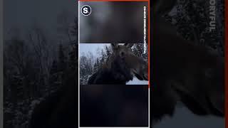 Nosy Moose Sniffs Alaska Photographers Camera