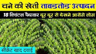 Chane ki Kheti  चने की खेती  chana ki kheti kaise karen  Doller gram farming  बुवाई से कटाई तक