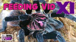 Tarantula Feeding Video XI