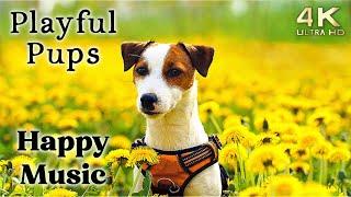 Cute 4K Dogs and Puppy Mood Booster TV Background Happy Ambient Music Ambience - Upbeat