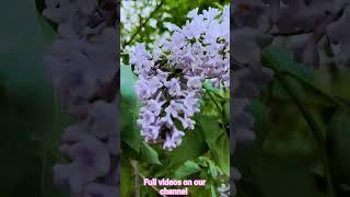 Lilacs Edible & Medicinal Flowers  #shorts #naturesmedicine #asmr