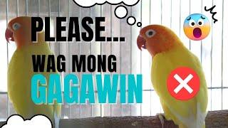 SASAKIT ULO mo pag GINAWA MO ITO  Breeding & Care Tips  Munting Ibunan