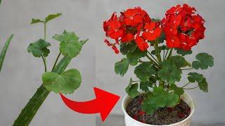 Discover The Secret To Growing And Caring For Beautiful Zonal Geranium