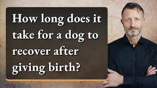How long does it take for a dog to recover after giving birth?