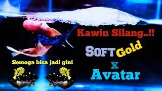 Ikan Cupang Kawin  Kawin Silang Soft Gold Dengan Avatar