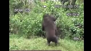 Young Gorilla Wrestling A Man