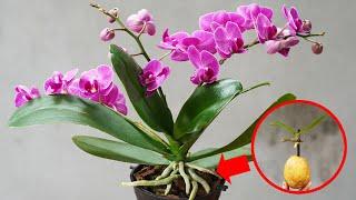 The Ultimate Guide to Orchid Care Blooming Magic Revealed