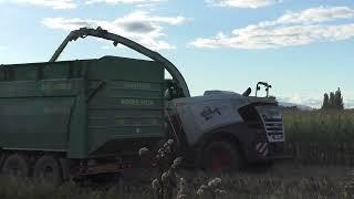 Die letzten Hektar Mais fallen Mais Silage für die Biogasanlage Bad Blumau Hannes Hauptmann durch Zu