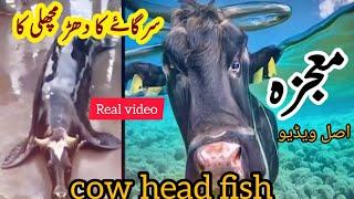 Greatest  Miracle of Allah miracle.head of cow and body of fish.mojiza real  video