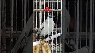 BURUNG JALAK BALI USIA REMAJA RAJIN NGRIWIK #shorts #pasarburungpramuka #jalakbali #viralvideo