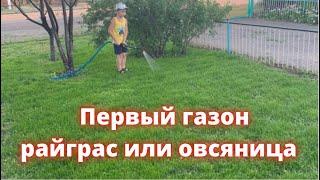 Наш первый газон. Райграс или овсяница? Первый опыт что вышло.  Жизнь в селе Казахстана.