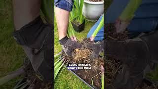 Separate Your Gladiolus Bulbs The Right Way #shorts #garden #gladiolus