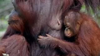 2023 Rückblick  BOS  orangutan.de