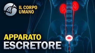 Apparato Escretore Apparato Urinario - Il Corpo Umano