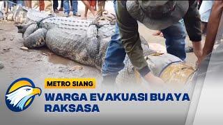 Buaya Raksasa Dievakuasi dari Pemukiman di Pasaman Barat