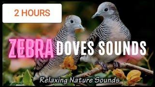 2 Hours Zebra Doves Sounds