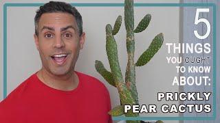 5 Things You Ought To Know About Your Prickly Pear Cactus Opuntia Cacti. Care Repot + More 4K