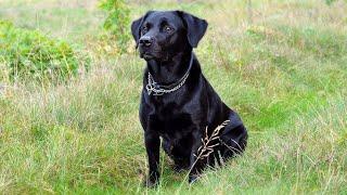 Black Labrador Barking Voice  My Cute Lovely Labra Dog  Forever Wild 